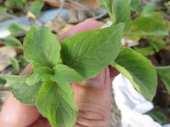 Ruellia blechum