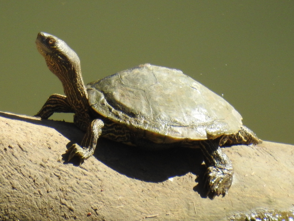Mississippi Map Turtle