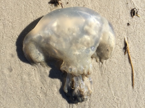 Mushroom Jelly photographed in New Jersey