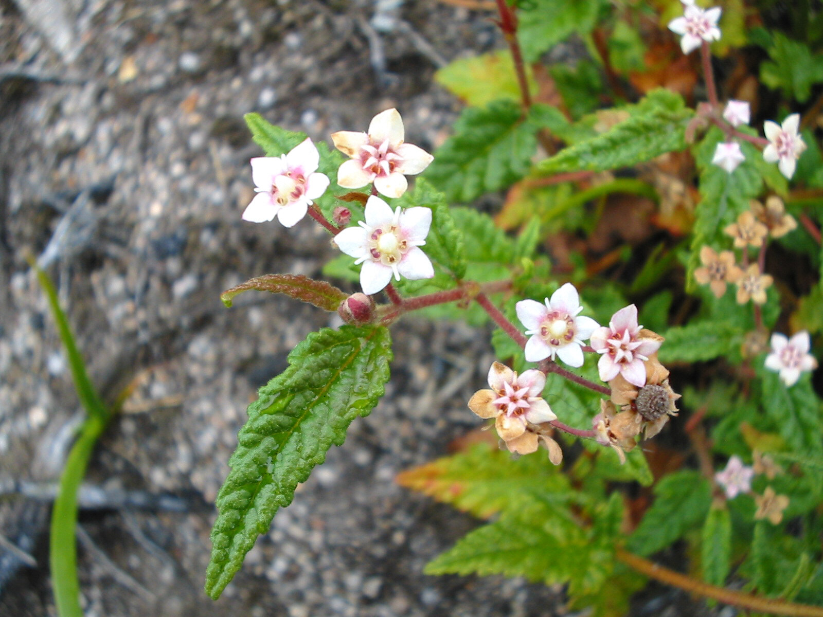 Commersonia amystia