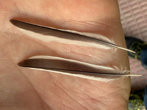 Plume de Linotte mélodieuse