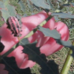 Eudiagogus rosenschoeldi