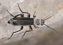 Epicauta sublineata