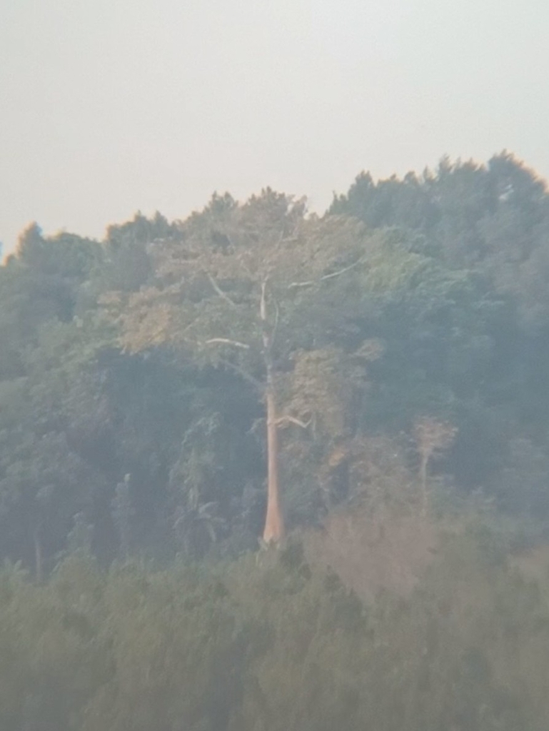 Indian kapok (Bombax ceiba)