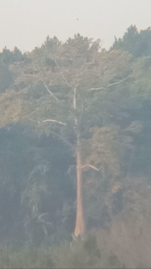 Indian kapok (Bombax ceiba)