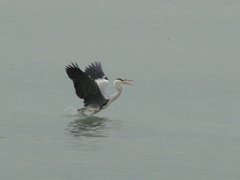 Ardea cinerea