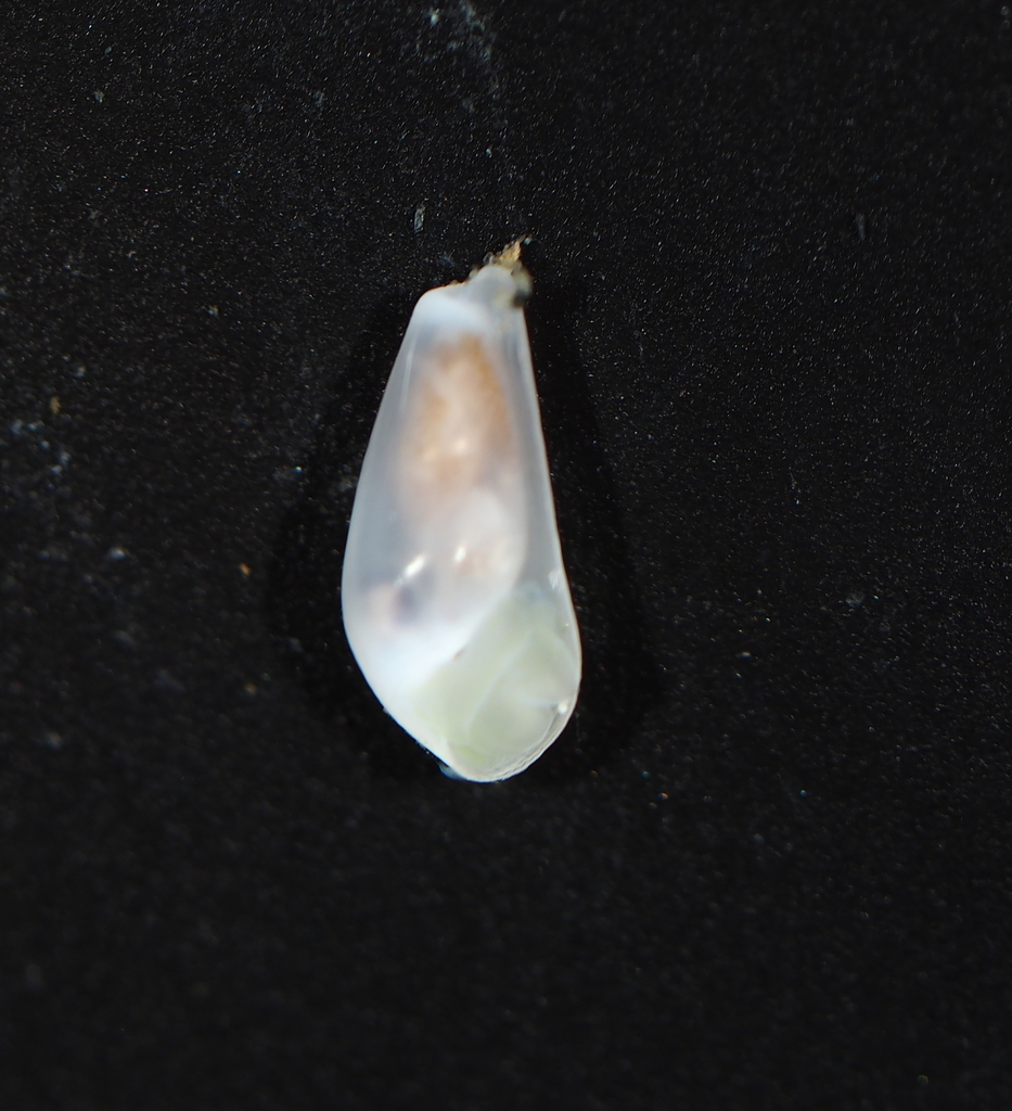 Pyrunculus phialus