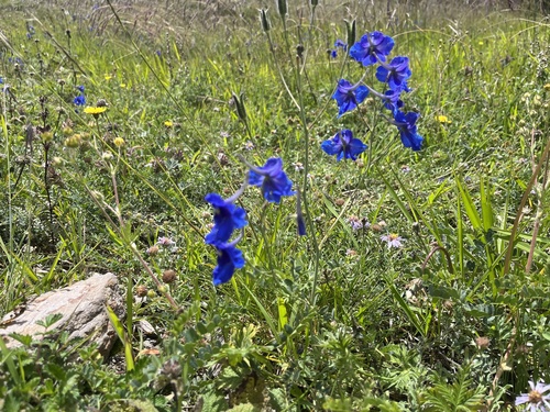 Siberian larkspur