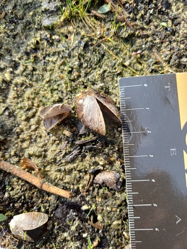 Dreissena polymorpha
