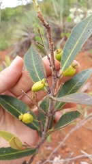 Eugenia complicata