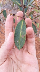 Eugenia complicata