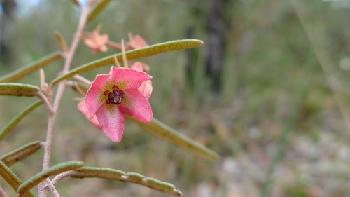 Red Rusty Petals (Lasiopetalum rufum)