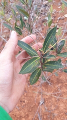 Eugenia complicata