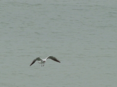 Chroicocephalus ridibundus