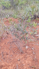 Eugenia complicata