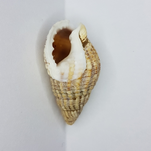 Netted Dogwhelk