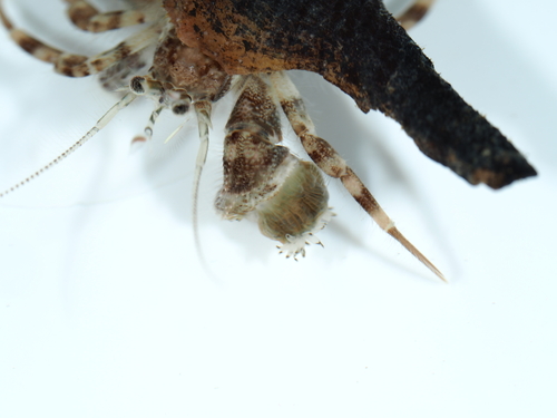 Verrillactis