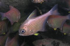 Pempheris multiradiata