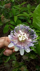 Passiflora nitida