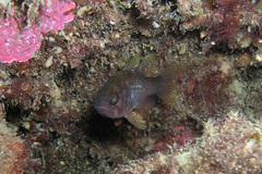 Vincentia conspersa