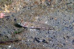 Nesogobius pulchellus