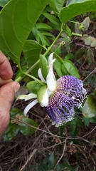 Passiflora nitida