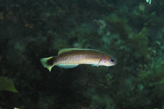 Trachinops caudimaculatus