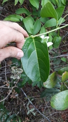 Passiflora nitida