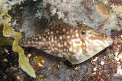 Brown Leatherjacket photo 3