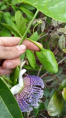 Passiflora nitida