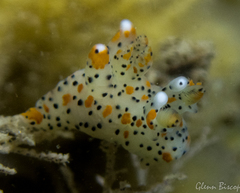 Thecacera pennigera