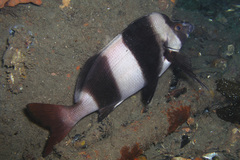 Pseudogoniistius nigripes