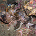 Common Gurnard Perch - Photo (c) Sascha Schulz, some rights reserved (CC BY-NC), uploaded by Sascha Schulz