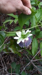Passiflora nitida