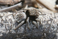 Maratus vespertilio
