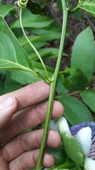 Passiflora nitida