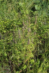 Leonurus glaucescens