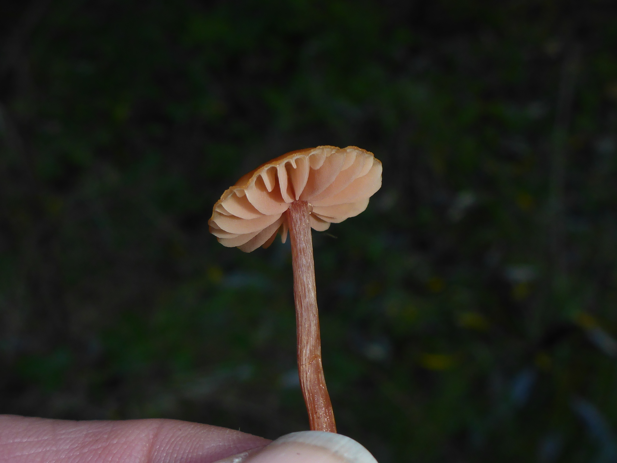 Marasmius plicatulus image