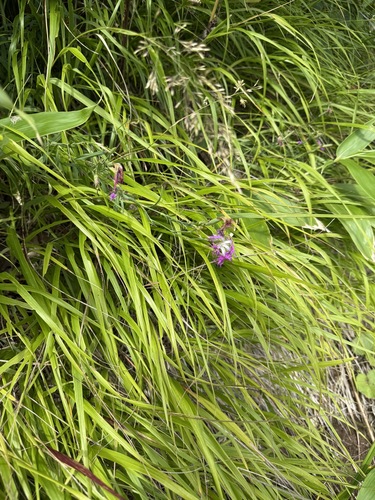 Calamagrostis sachalinensis iNat (2)
