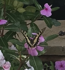 Papilio machaon melitensis