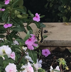 Papilio machaon melitensis