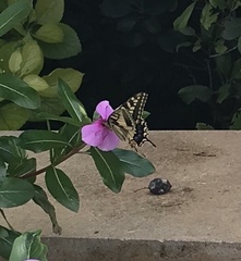 Papilio machaon melitensis