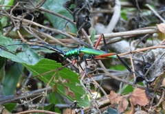 Plinthocoelium chilense