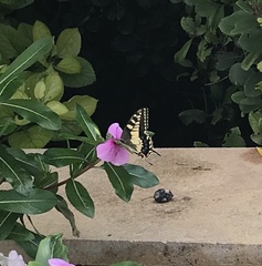 Papilio machaon melitensis