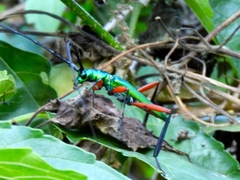 Plinthocoelium chilense