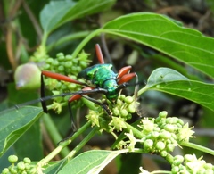 Plinthocoelium chilense