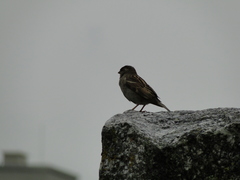 Passer domesticus