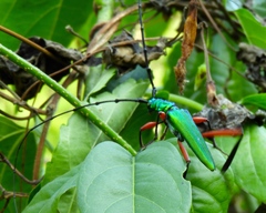 Plinthocoelium chilense