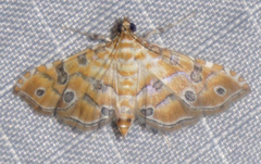 Ommatospila narcaeusalis