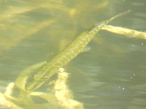 Esox lucius